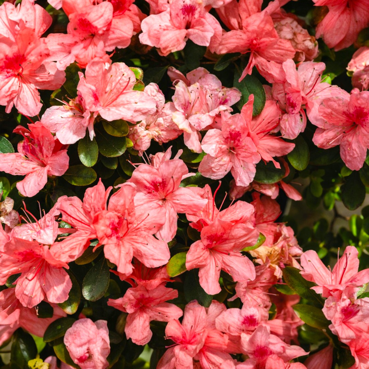 Exotic Azalea Flower (Rhododendron Sp) Live Plant for Home and Office Garden